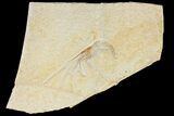 Large, Fossil Shrimp (Aeger) - Solnhofen Limestone #145227-1